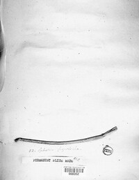 Ophiosphaerella herpotricha image